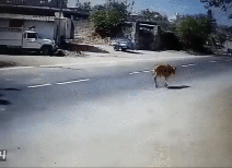 Pha xử lý ngoạn mục của tài xế xe bồn khi tránh con bò