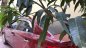 Kia Cerato 2010 - Bán Kia Cerato sản xuất năm 2010, màu đỏ